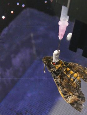 Falter in der Virtual Reality