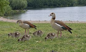 Das Erfolgsrezept der Nilgänse: Sie fressen, was da ist